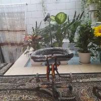 کالسکه رانو