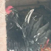 خروس گلین  نیمچه مرغ