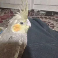 جوجه عروس هلندی