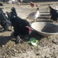 فروش مرغ خروس محلی تخم گزار|حیوانات مزرعه|مریوان, |دیوار