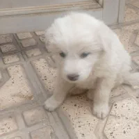 سگ فروش فوری