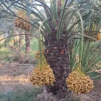رطب وخارک برحی وبریم آبادان|خوردنی و آشامیدنی|کرج, گلستان|دیوار