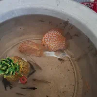 ماهی دیسکس|ماهی|تبریز, |دیوار