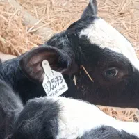 فروش60راس گوساله شیرخوار هلشتاین صنعتی