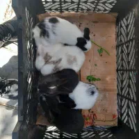 فروش انواع خرگوش های مینیاتوری|موش و خرگوش|کرمانشاه, |دیوار