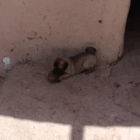 سگ ماده با دوتا توله ماده