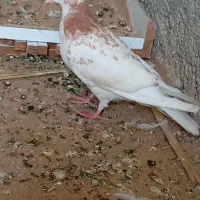 کفتر|پرنده|جم, |دیوار
