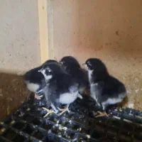 جوجه استرالوپ