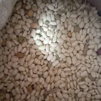 لوبیا سفید|حراج|الیگودرز, |دیوار