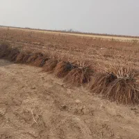 نهال انگور|خدمات باغبانی و درختکاری|خرمدشت, |دیوار