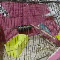 پرنده مرغ عشق