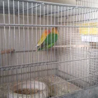 انواع‌طوطی‌ها‌به‌قیمت‌مناسب|پرنده|لالجین, |دیوار