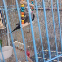 به دلیل نداشتن جا