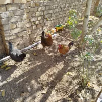 مرغ امسالی تخمگذار|حیوانات مزرعه|زنده رود, |دیوار