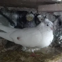 طوقی|پرنده|عجب شیر, |دیوار