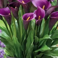 پیاز گلهای معطر