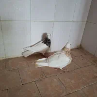 کبوتر|پرنده|نیشابور, منظر|دیوار