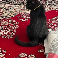 واگذاری گربه نژاد دی اس اچ نر هشت ماه واکسن خورده