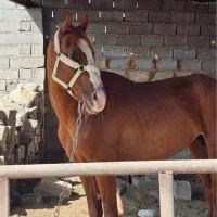 اسب ترکمن|اسب و تجهیزات اسب‌سواری|مشهد, طرق|دیوار