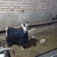 چپش ماده چاق