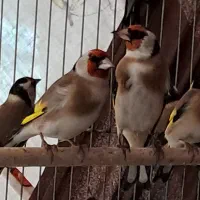 سهره پاییزه