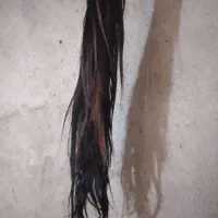 فروش موی تازه اسب درتمام رنگهای مختلف
