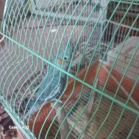 عروس هلندی جفت|پرنده|کرج, کوی امامیه|دیوار