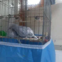 فنچ
