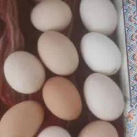 تخم مرغ محلی