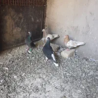 توافقی