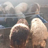 بره  نر سبک سبک|حیوانات مزرعه|مهریز, |دیوار