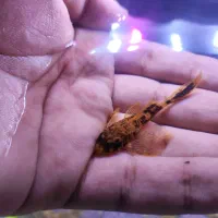 تیم نظافت آکواریوم کوریدوراس  انواع کت خاص شارژ شد