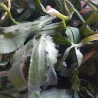 فروش تره کوهی