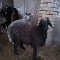 فروش گوسفند