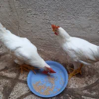خروس فروشی