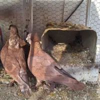 یک جفت کبوتر راعبی،جوان،پاپر اصل