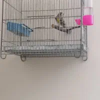 سهره وقناری قرص معاوظه باامپلی ماشین