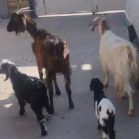 بز با بزغاله نر جهت نگهداشت