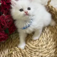 بچه گربه بریتیش لانگهیر اصل موکرکی