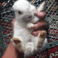 کبوتر و خرگوش|پرنده|بروجن, |دیوار