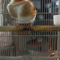 (( جوجه سهره ))|پرنده|تهران, بازار|دیوار