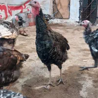 بوقلمون جوان