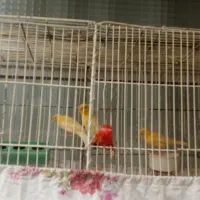 پرنده.قناری|پرنده|خوانسار, |دیوار