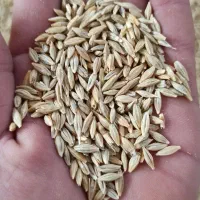 جو دیم|خدمات باغبانی و درختکاری|جیرنده, |دیوار