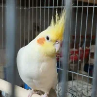 عروس هلندی نریکساله