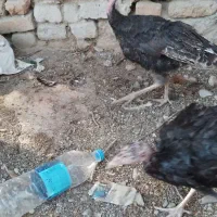 بوقلمون ۳ ماهه