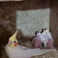 جفت عروس|پرنده|صحنه, |دیوار