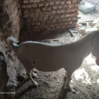 گوسفند بز|حیوانات مزرعه|بردسیر, |دیوار