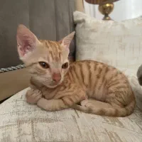 واگذاری بچه گربه