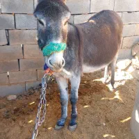 الاق گله ای|حیوانات مزرعه|اردل, |دیوار